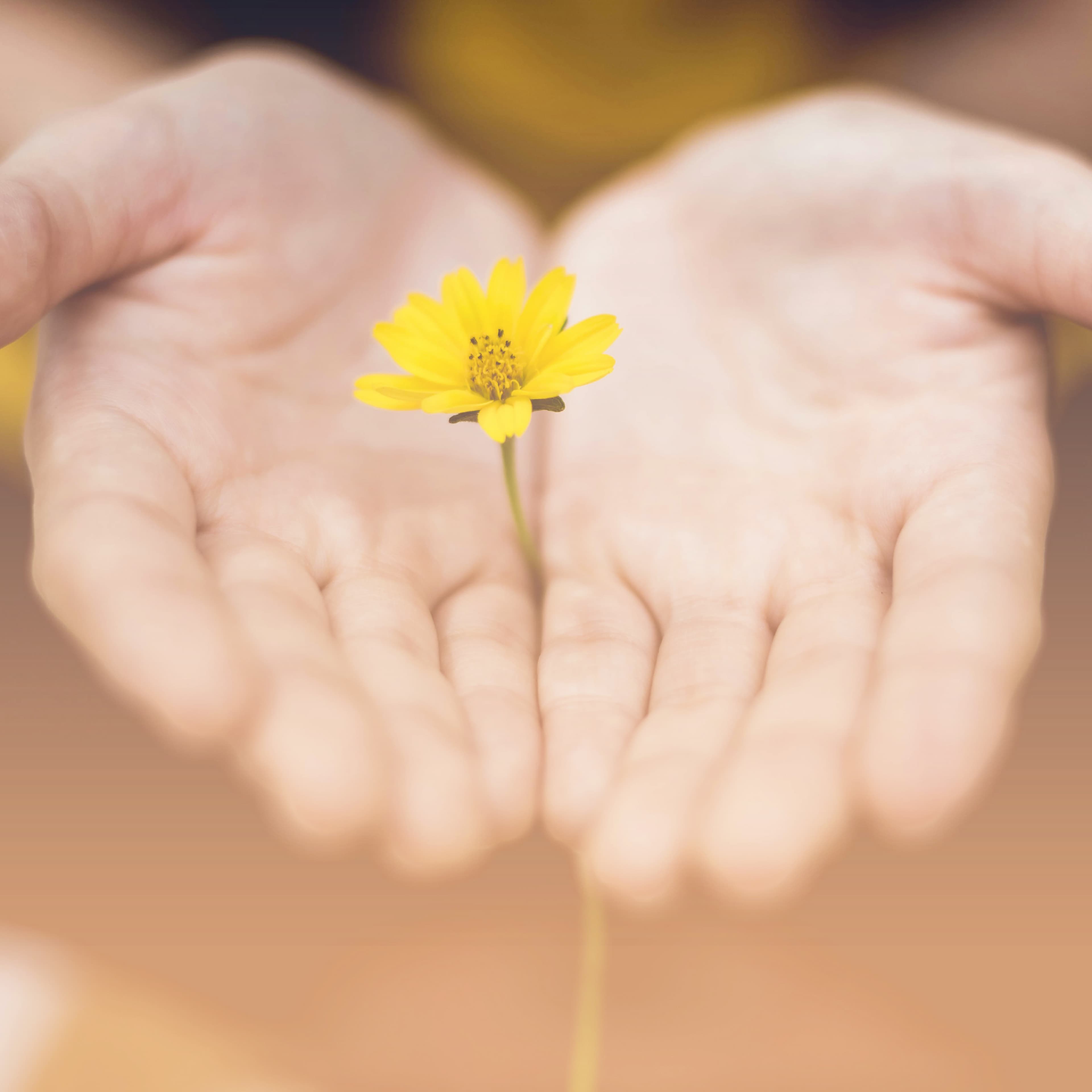 hands-flowers